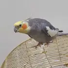 للبيع ذكر ببغاء كروان