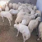 غنم رفيدي يمني