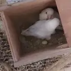روز بلد اوبلاين اناثي حبتين
