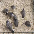 للبيع ماشالله صحه ونضافه 8 حبات من بقه حبه او حبتين