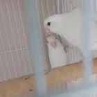 جوز روز البينو منتج شرط الموقع جده حي الحرزات