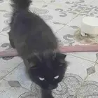 قطط شيرازيه فارسية أصيلة للتبني