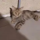 قط للتبني