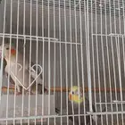 زوج كروان منتج شرط