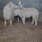 خرفان ورخال حري