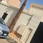 نخل واشنطونيا واشنطن للبيع