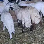 طليان بلدي ممتازه جدا واعمارهم فوق خمسه أشهر