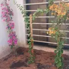 اشجار جهنميه مزهره ممتازه جدآ توصيل جميع المناطق