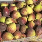 اشجار تين التجار