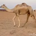 هجن
