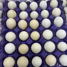 قروب بيض بلدي دجاج للحم دجاج بلدي في مكة المكرمة