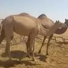 بنت ذيبان السبهان