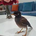 مينا ( ياسمين ) اليف وهدد داخلي وخارجي