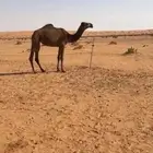 بكره شعلا