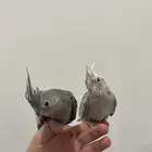 زوج كروان هولندي اليف