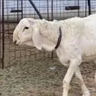 مشروع فحل حري مطور ( تم البيع )