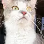 قطة انثى طالبه تزاوج