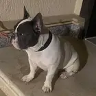 فرنش بول دوق