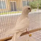 النوع طير كروان