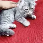 cat for sale