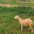 دخل على السوم