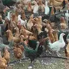 صوص دجاج بلدي شهرين ونص