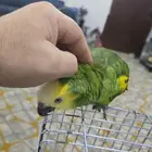 ببغاء امازون بلو فرنتد للبيع
