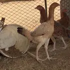 دجاج باكستاني