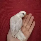 طير روز اليف هدد نشبهه مناسب للاطفال و الكبار