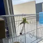 طيور للبيع مع كل أغراضه بصحه ممتازه جدا