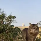 قط شيرازي للتبني