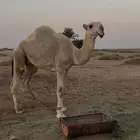 للبيع قعود كفو باتلي فاخر سلاله ابو عجاريد