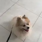 كلب بومرينيان