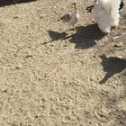 دجاج رومي للبيع