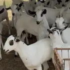 جفار بيشيات صنف