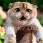 ذكر سكوتش فولد ny11 مستوى بطل. تم البيع