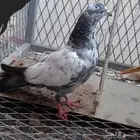 طبه باكستاني