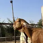 عنز هولندية متبع بجفره ودافع