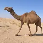 اللقحه الشعلا الكفو