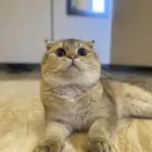 ذكر سكوتش تزاوج
