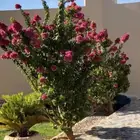 مشتل تنسيق الحدائق ابوعوض لله لبيع الشتلات والزهور