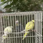 عصافير بادجي