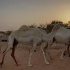 الضرايب للبيع