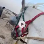 خيل شعبي كفو للبيع