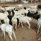 غنم بربري مربا ثني وجدعان بسعار طيبه
