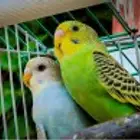 طيور الحب بادجي جمله   ازواج السعر 50 للفردي و100للزوج