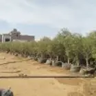 توريدنخيل وأشجار زيتون