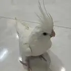 طائر كروان ابيض هولندي للبيع
