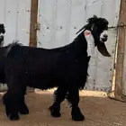 جذع عارضي فحل