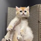 سكوتش ستريت ny12 انثى ( مع البيدكري)